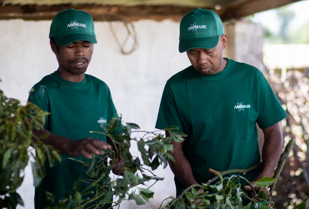 Aromabe - Triage des feuilles Antsirabe Madagascar