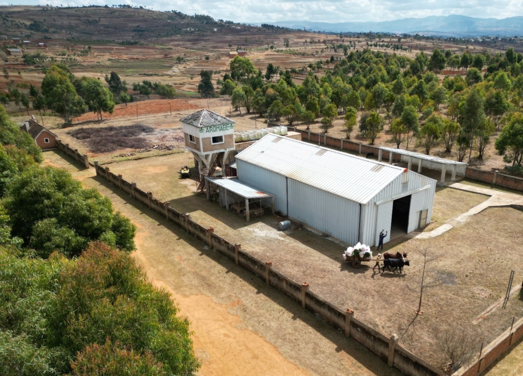 Huile essentielle de Ravintsara : Une production artisanale et responsable d’exception à Madagascar