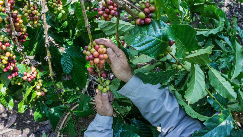 Récolte artisanale des baies roses à Madagascar sur l'arbre Schinus terebinthifolius