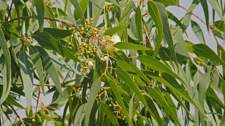feuilles eucalyptus citronné plante répulsive moustiques